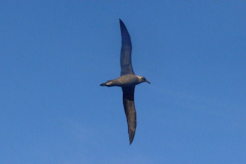 Sooty Albatross (Phoebetria fusca)